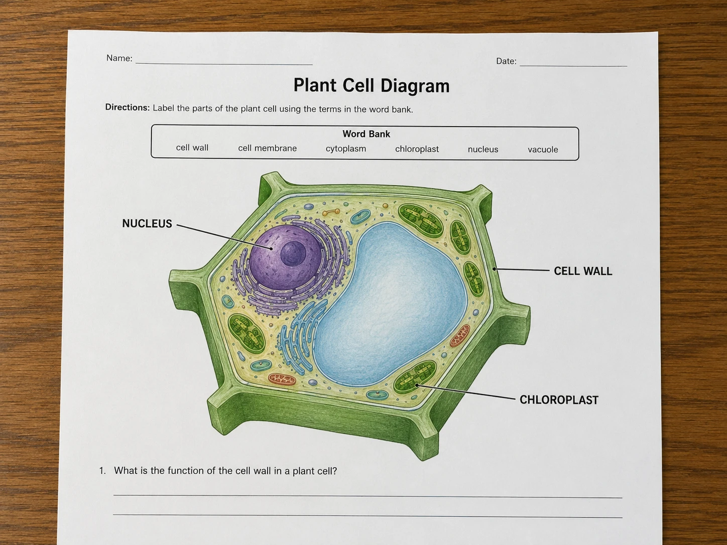 Printed plant cell diagram with labels pointing to the nucleus, cell wall, and chloroplast before removal